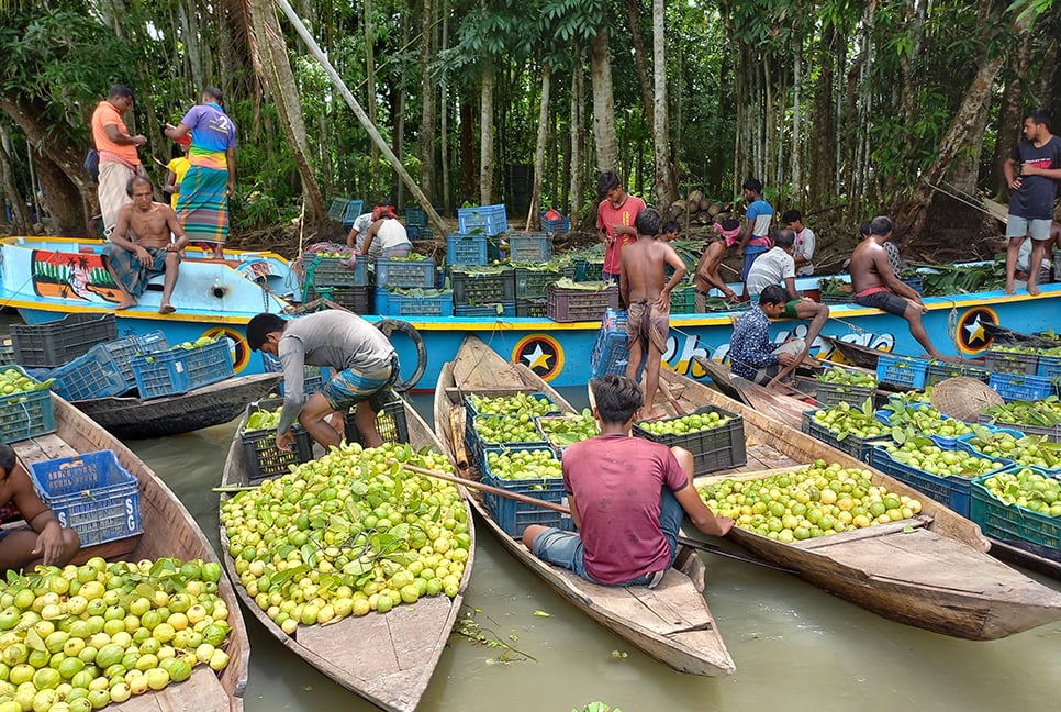 জমজমাট ঝালকাঠির ভাসমান পেয়ারার হাট