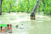 লঘুচাপে তলিয়ে যাচ্ছে সুন্দরবন নিঝুমদ্বীপের হরিণ লোকালয়ে