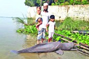 কাঁঠালিয়া নদীর তীরে ভেসে উঠেছে মৃত শুশুক