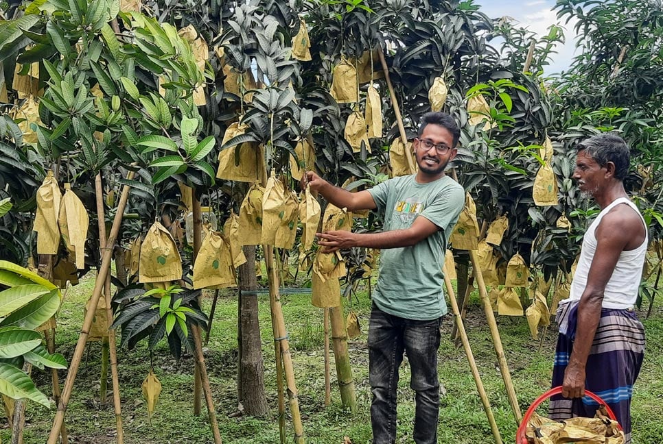 সখীপুরে গৌড়মতি আম চাষে দু’ভাইয়ের ভাগ্য বদলের হাতছানি