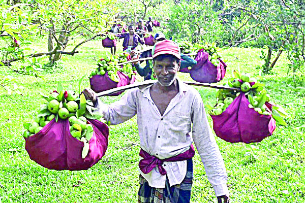 কাঁধে লাল কাপড়ে মোড়ানো সারি সারি পেয়ারার ভার