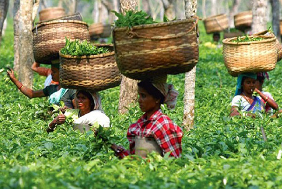 আন্দোলন প্রত্যাহার, ১২০ টাকা মজুরিতেই চা বাগানে শ্রমিকরা 