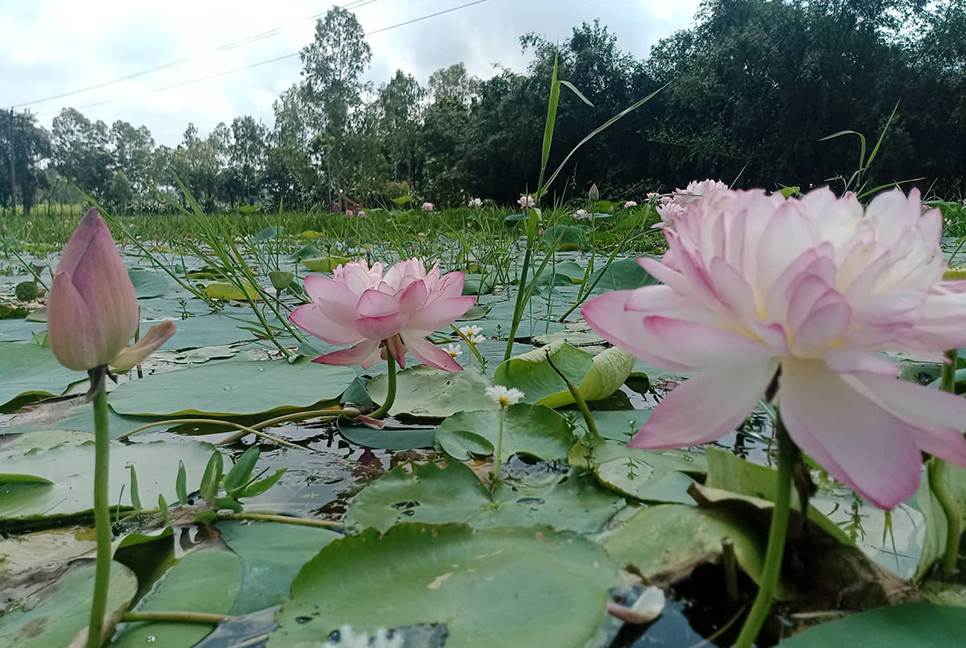 পদ্মমগ্ন বেতানি বিল, মুগ্ধ দর্শনার্থীরা