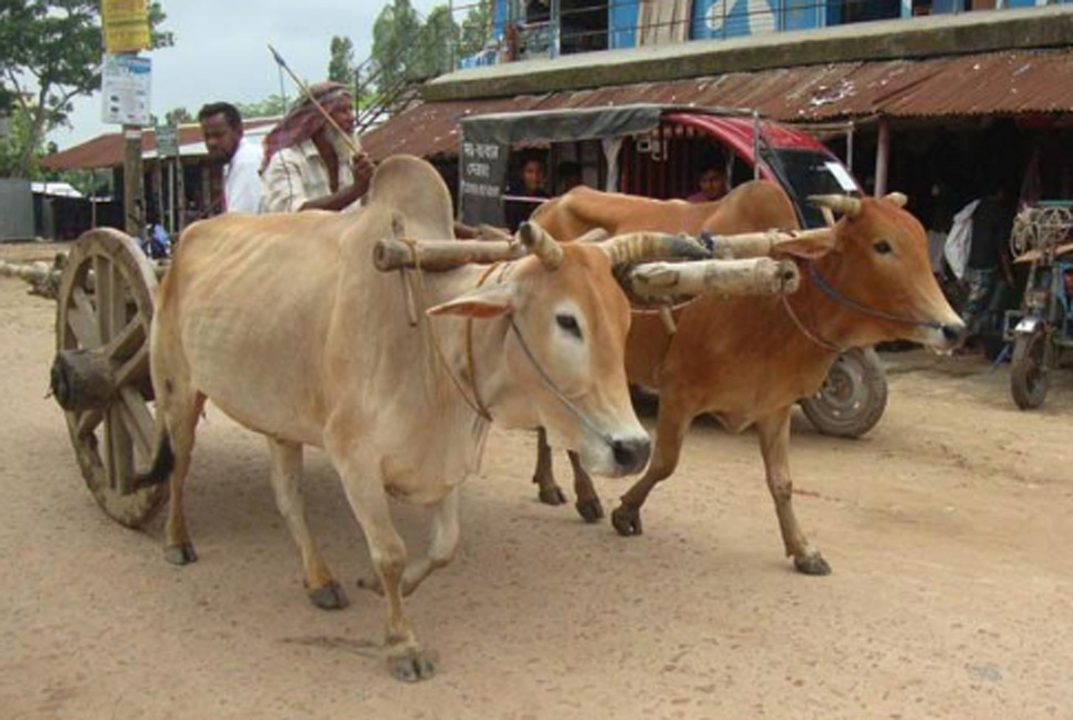 এখনো টিকে আছে গরুর গাড়ি