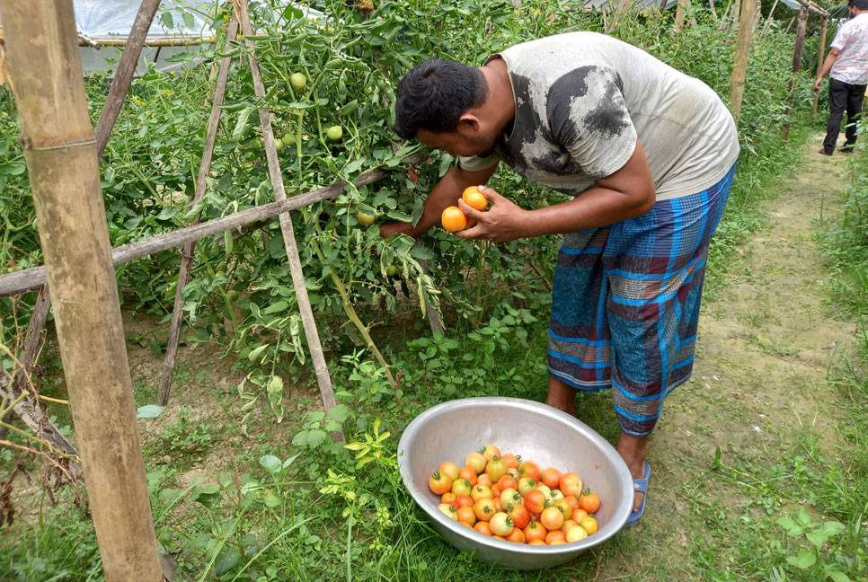 কুমিল্লার মাঠে অসময়ে হাসছে রঙিন টমেটো