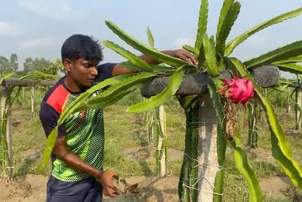 মানিকগঞ্জে ড্রাগন ফল চাষে আগ্রহ বাড়ছে