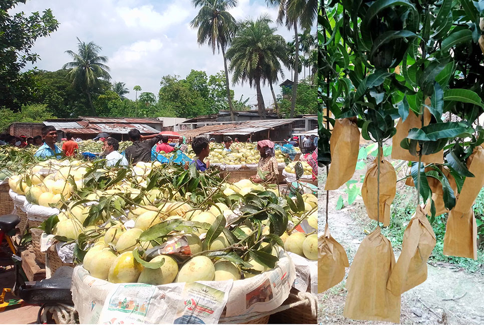 ফ্রুট ব্যাগিংয়ের কারণে এখনও পাওয়া যাচ্ছে আশ্বিনা আম