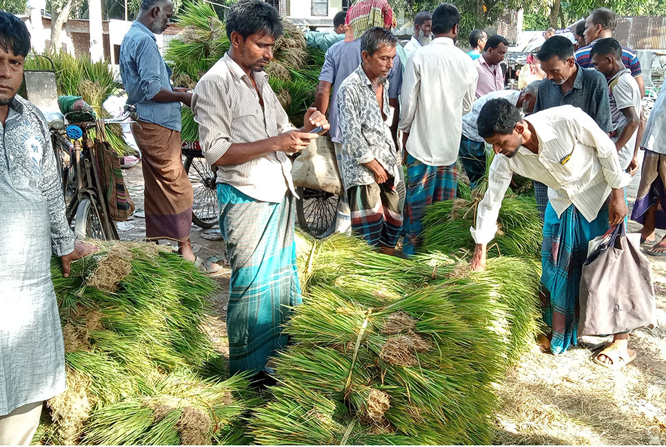 মধুখালীতে রোপা আমন চারা রোপনে ব্যস্ত চাষিরা 