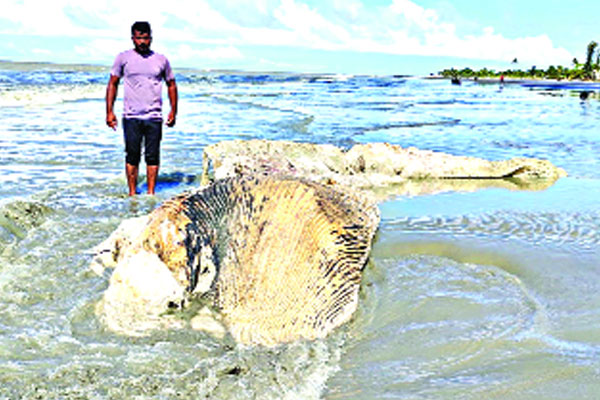 ভেসে এলো ৩৫ ফুট মৃত তিমি