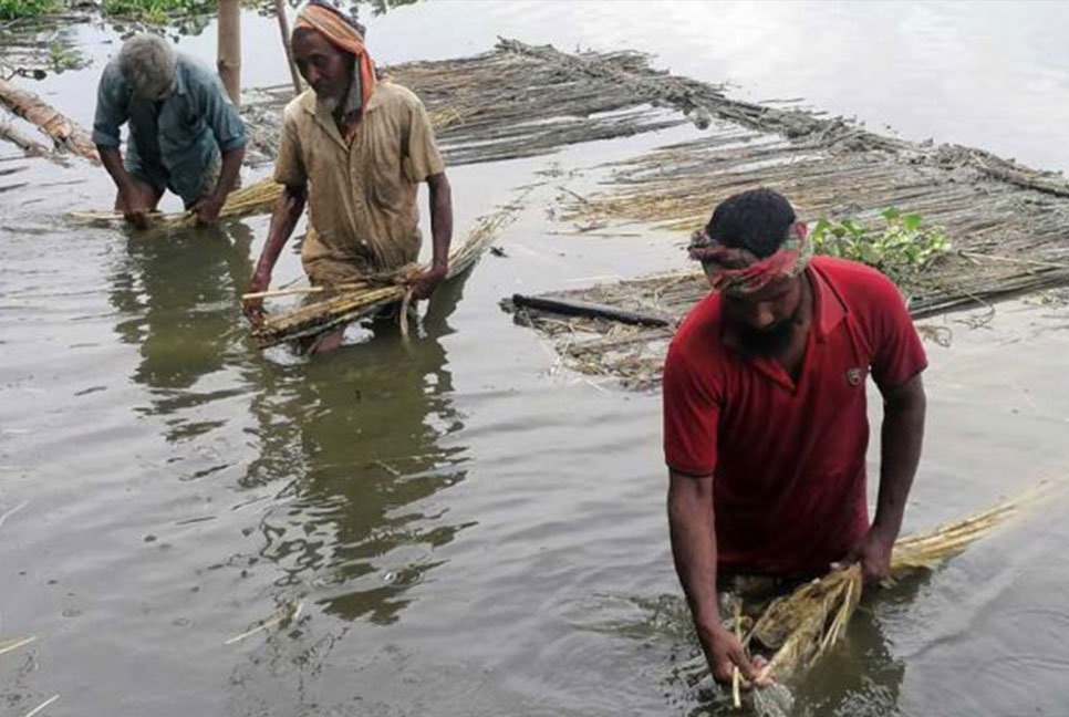 টানা বৃষ্টিতে পাট চাষিদের বেড়েছে ব্যস্ততা