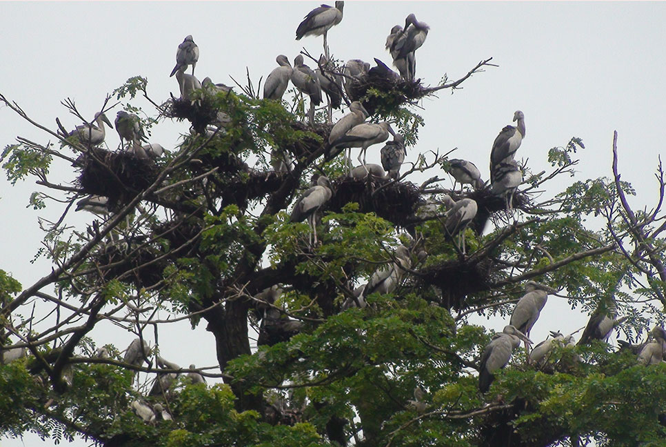 সবুজ পাতার আড়ালে উঁকি দিচ্ছে বাহারি শামুকখোল