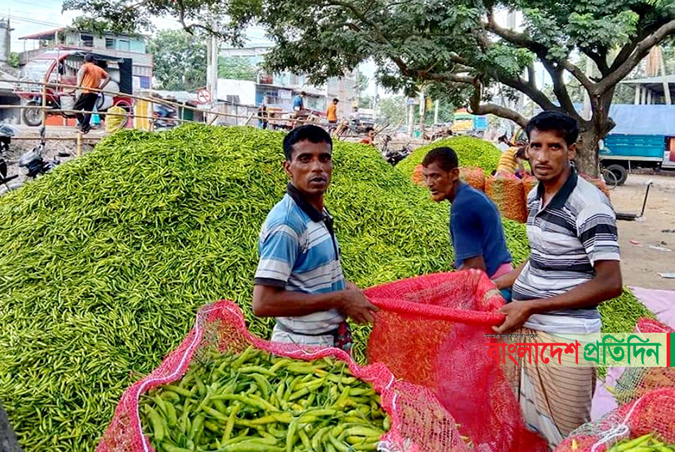 ২০০ টাকা কেজির কাঁচা মরিচ এখন ২০ টাকা!