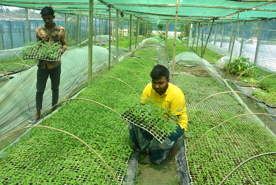 লোকসানের মুখে ‘সবজির চারা গ্রাম’র চাষিরা