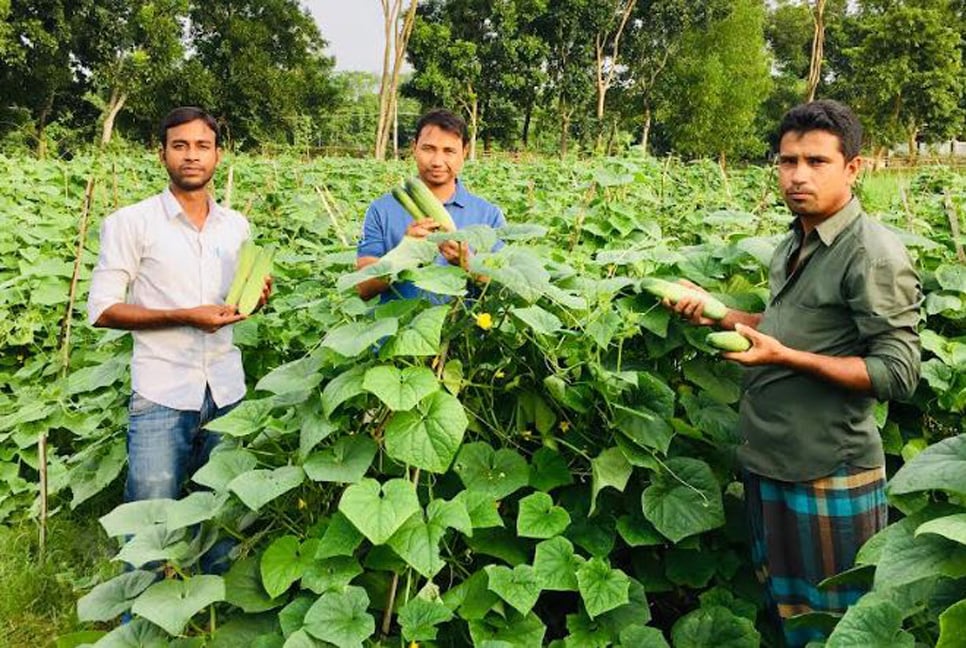 শসা চাষে বাজিমাত