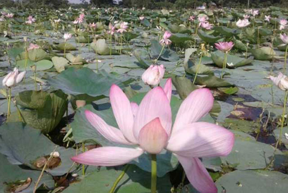 পদ্ম ফুলের সৌন্দর্যে মুগ্ধ দর্শনার্থী