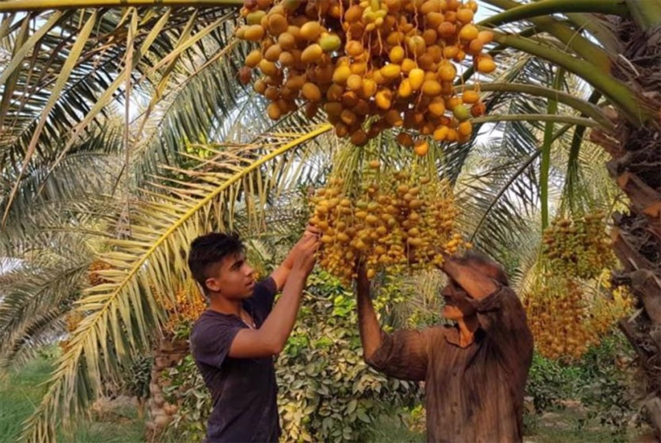 নিষেধাজ্ঞা পরেও ৮৫ দেশে রফতানি হয় ইরানি খেজুর