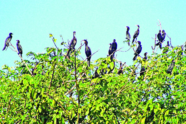 গাছে গাছে পানকৌড়ি