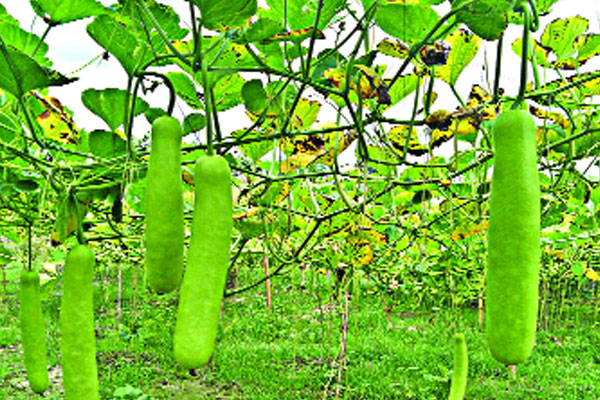 সবুজ লাউয়ে ছেয়ে গেছে পুরো খেত