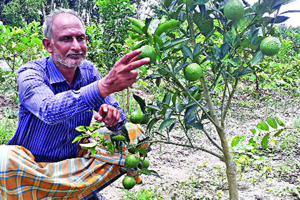 সবুজ মাল্টায় বাজিমাত