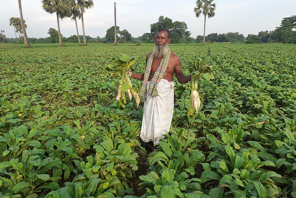 আগাম চাষে গোমতীর চরের মুলা এখন সাদা সোনা!