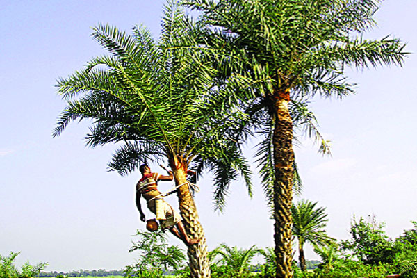 নওগাঁয় গাছিরা ব্যস্ত নলি গাঁথায়