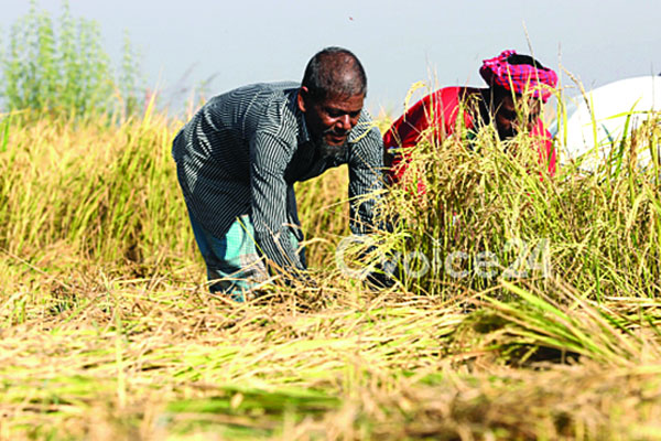 চট্টগ্রামে সোনালি ধানের উৎসব 