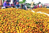 কক্সবাজারের সুপারি বিদেশে