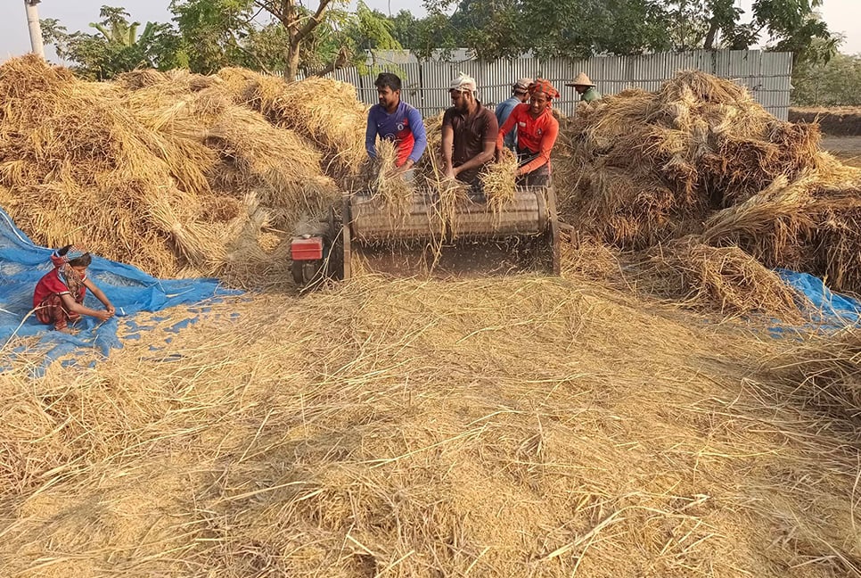 আমন ধান কাটা ও মাড়াইয়ে ব্যস্ত কৃষাণ-কৃষাণীরা