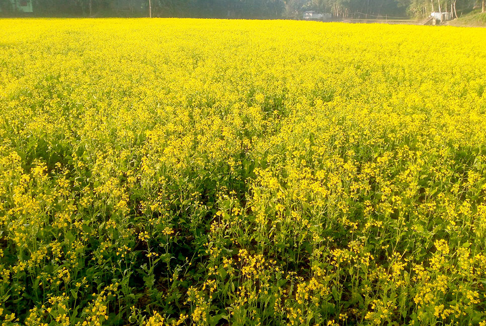 বগুড়ার মাঠ জুড়ে হলুদের সমারোহ