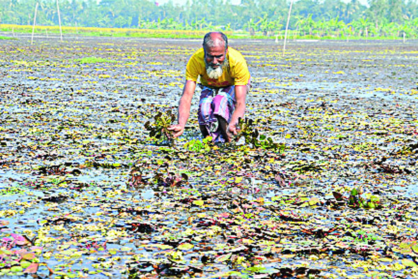 বগুড়ায় বাণিজ্যিকভাবে চাষ হচ্ছে পানিফল