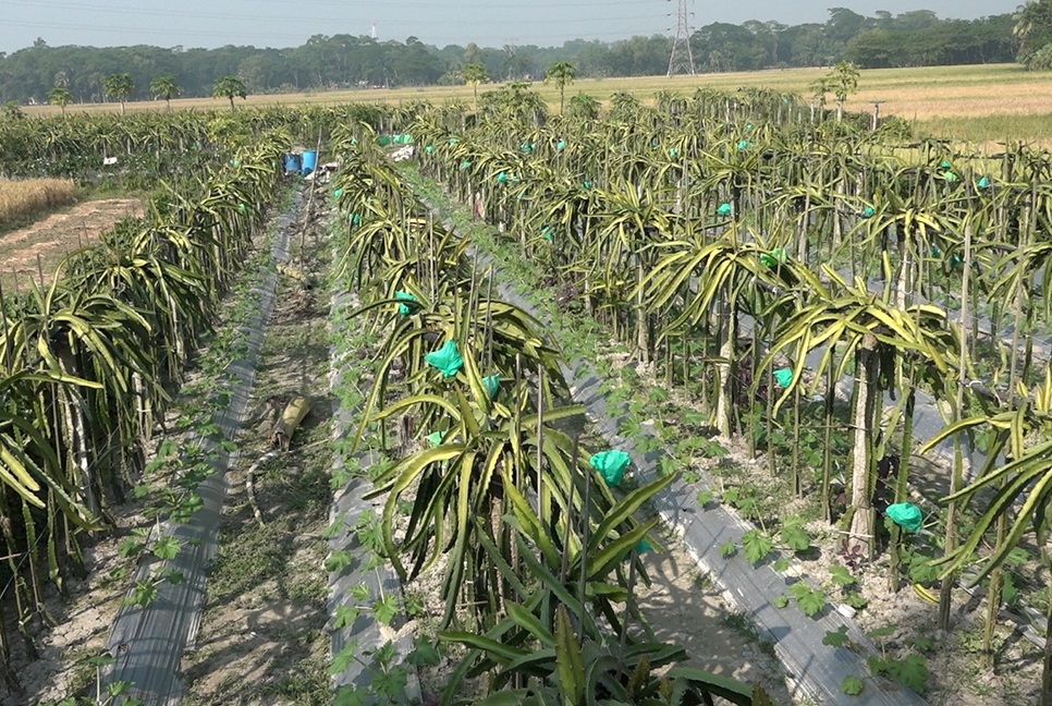 বেকার যুবকদের আশার আলো সুফিয়ানের ড্রাগন বাগান 