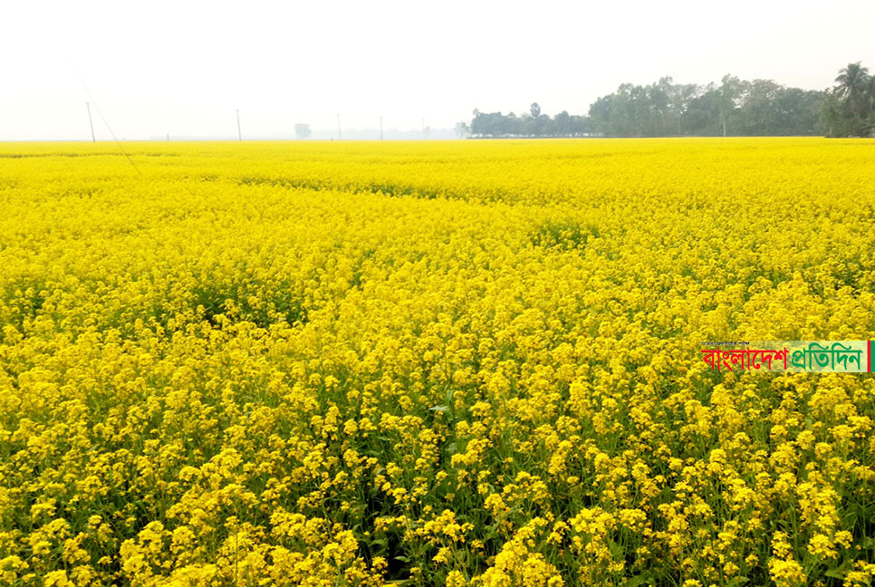 সরিষা ফুলের মৌ মৌ গন্ধে মুখরিত মাঠ, বেড়েছে চাষ