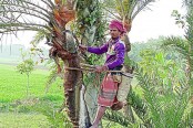 মধুখালীতে খেজুর রস সংগ্রহে ব্যস্ত গাছিরা