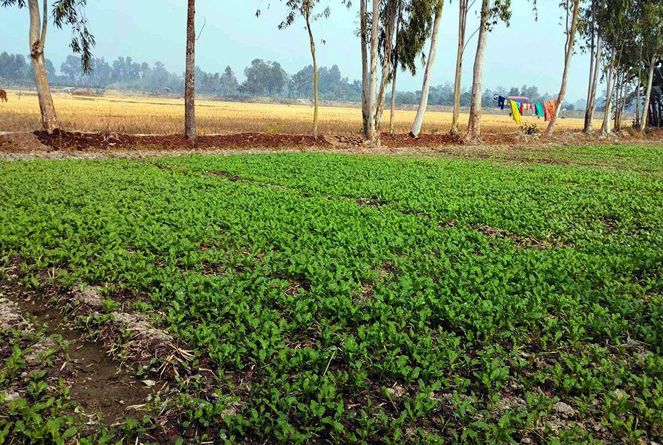 দিনাজপুরে উফশী জাতের সরিষা চাষে ব্যস্ত কৃষক