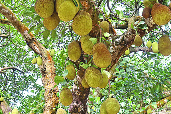 বারোমাসি কাঁঠালের জীবন রহস্য উন্মোচন