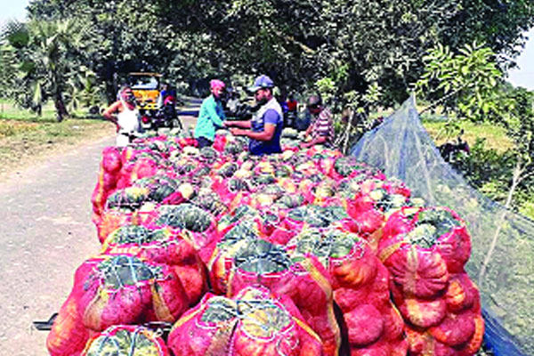 আমবাগানের পতিত জমিতে কুমড়ার বাম্পার ফলন