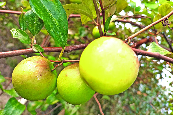 পাহাড়ে বলসুন্দরীর বাম্পার ফলন