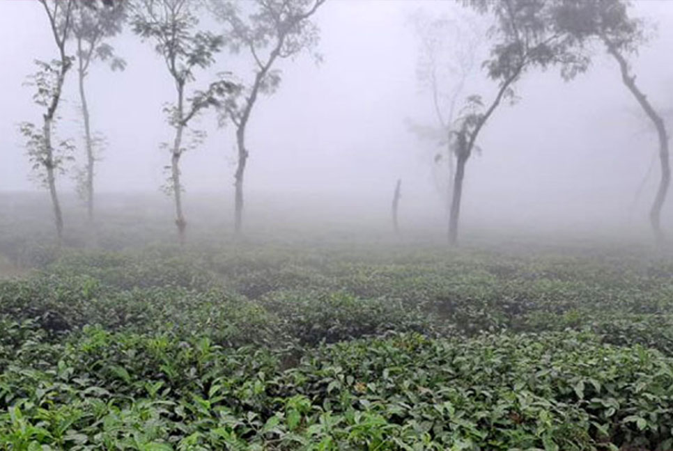 দেশের সর্বনিম্ন তাপমাত্রা শ্রীমঙ্গলে