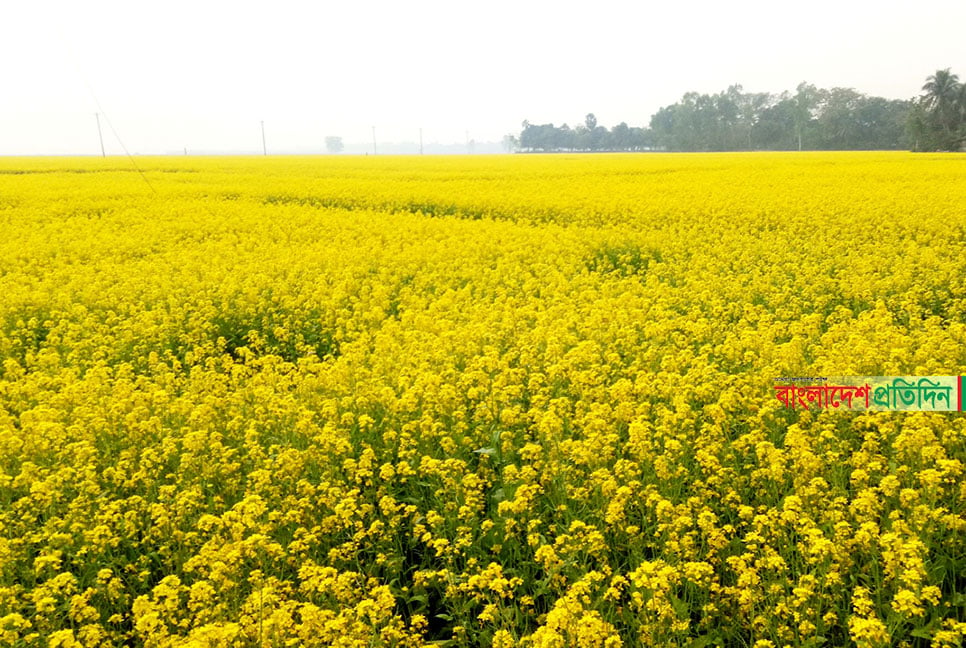 হিলিতে সরিষা আবাদ লক্ষ্যমাত্রা ছাড়িয়েছে