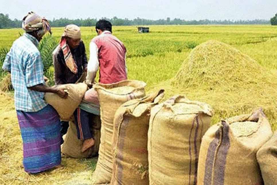 সিলেটে আমন ধান ও চাল সংগ্রহের লক্ষ্যমাত্রা অর্জন নিয়ে সংশয়

