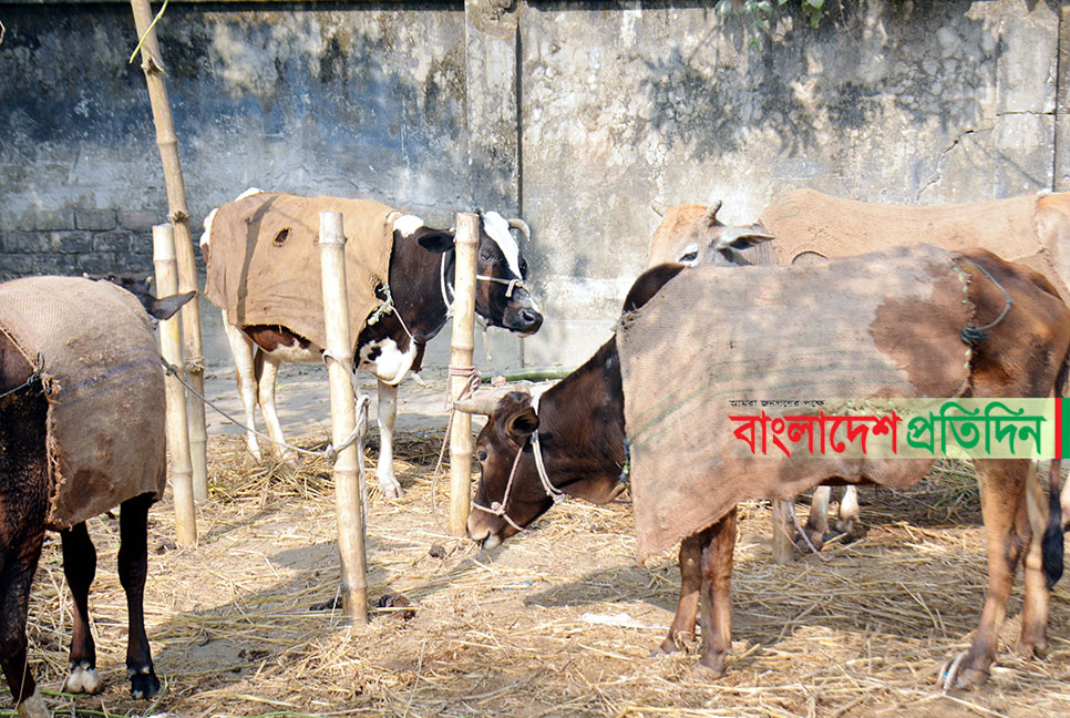 শীতে কাবু প্রাণিকুল 