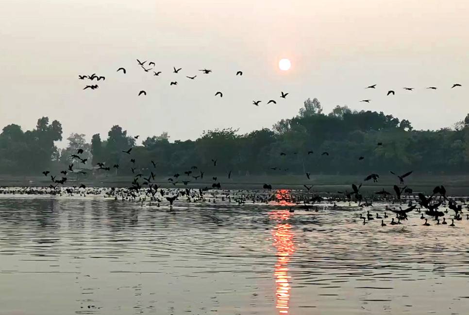 রামরাই দীঘিতে ঝাঁকে ঝাঁকে অতিথি পাখি