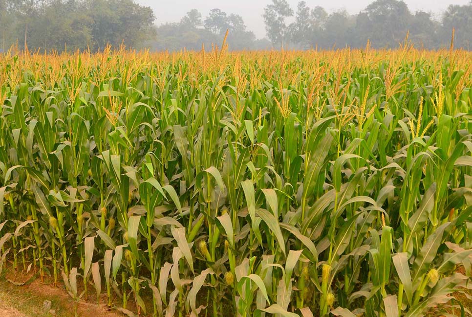 বগুড়ায় লাভজনক হওয়ায় বেড়েছে ভুট্টার চাষ