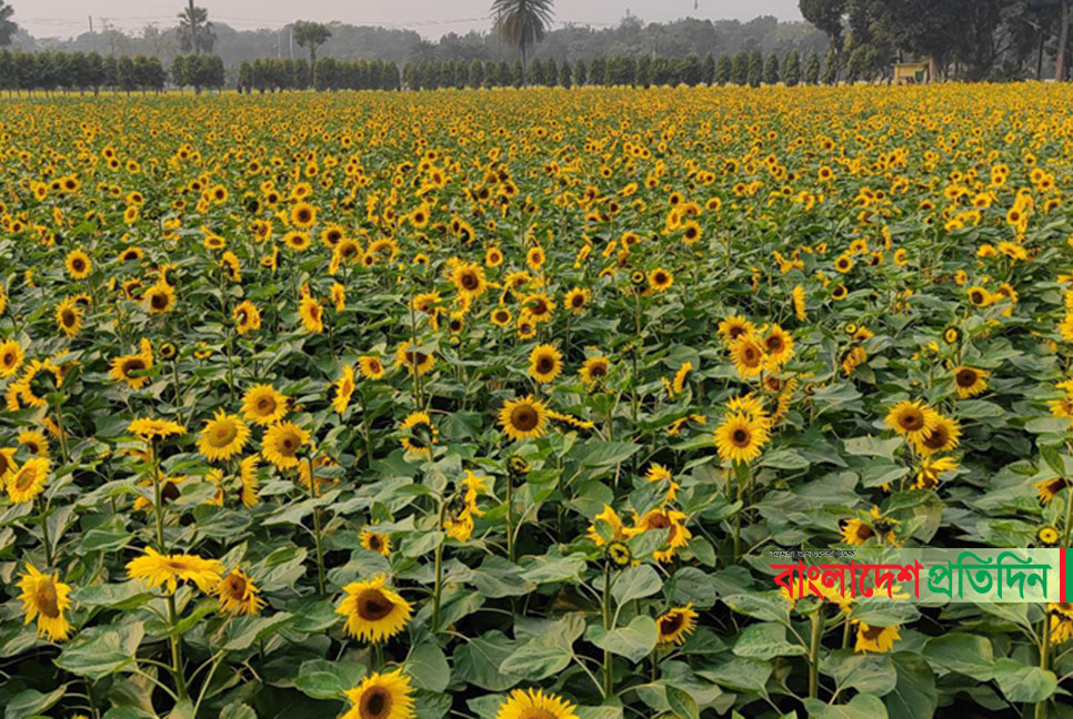 চারিদিকে মুগ্ধতা ছড়াচ্ছে সূর্যমুখীর হাসি