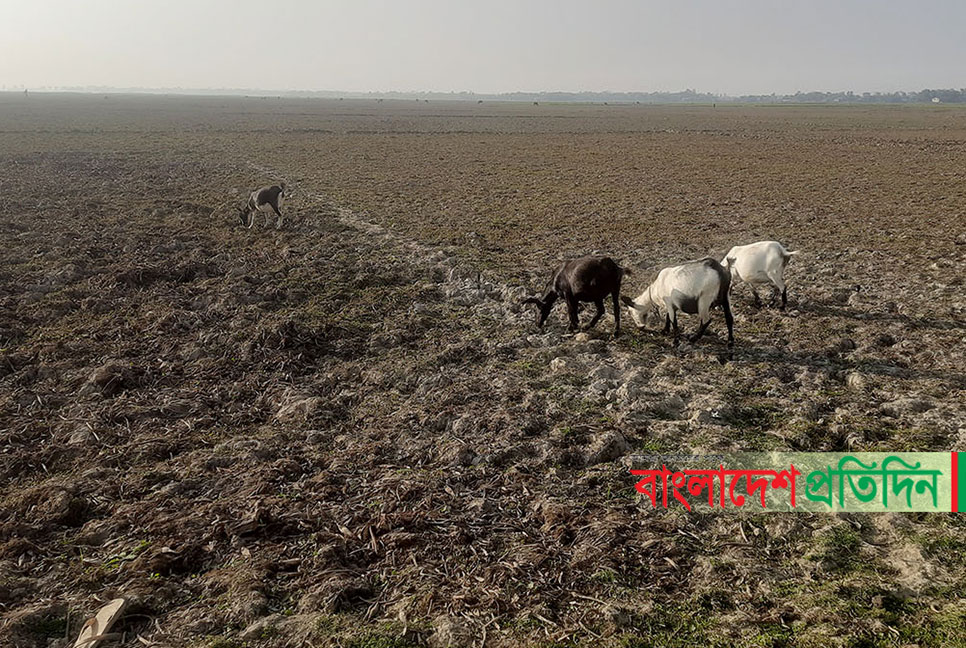 রাজনগরে ২ হাজার একর জমি পানি সংকটে, হাহাকার