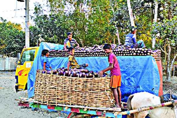 শেরপুরে বেগুনের কেজি ৮ টাকা!