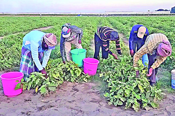 ওমানে কৃষিতে সফল বাংলাদেশিরা