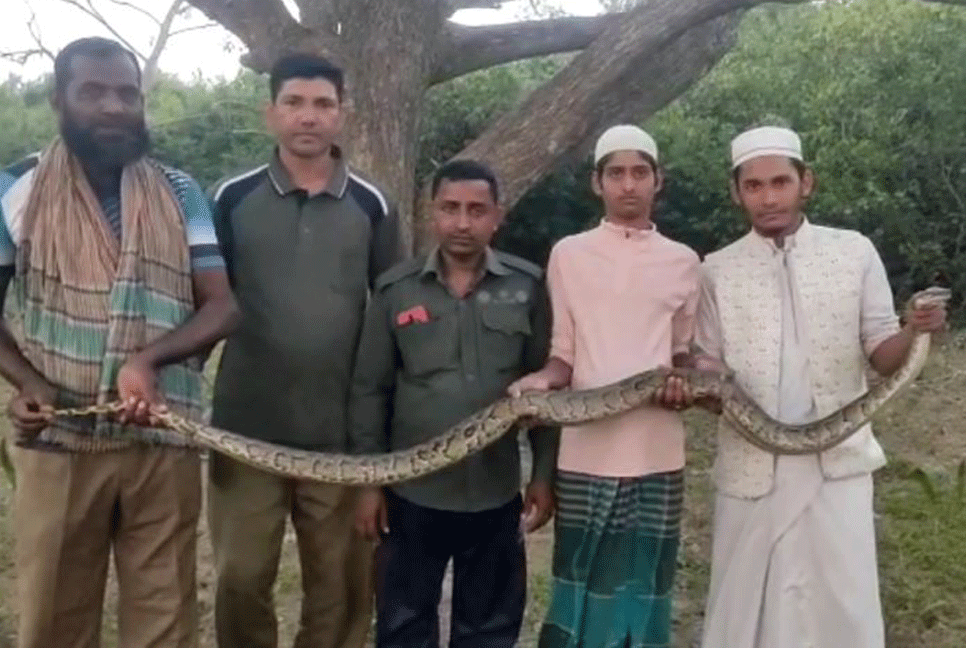 চিকিৎসকের চেম্বারে অজগর, উদ্ধারের পর সুন্দরবনে অবমুক্ত