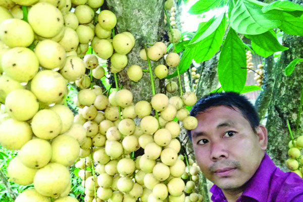 সুশান্তের ফলের বাগানে পাহাড়ে কর্মসংস্থান