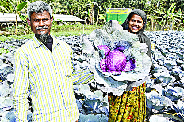 নওগাঁয় রঙিন বাঁধাকপি চাষ